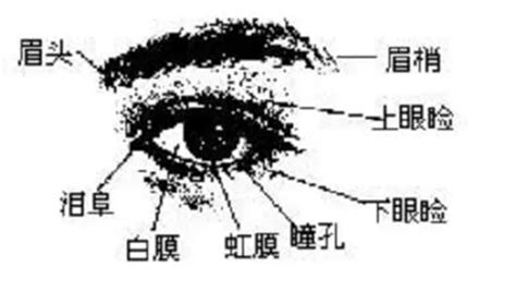 眼睛相學|金自在相面秘訣——眼睛篇